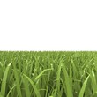 Grass