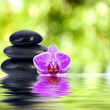 orquidea piedras y reflejo