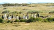 Penguin in south america