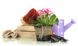 Beautiful pink primula in flowerpots and gardening tools,