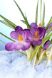 Beautiful purple crocuses on snow, on blue background