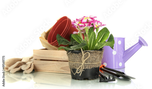 Photo: Beautiful pink primula in flowerpots and gardening tools, Beautiful pink primula in flowerpots and gardening tools,