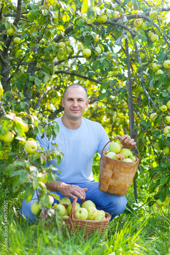 Photo: man with basket of harvested apples man with basket of harvested apples