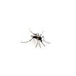 mosquito on white background