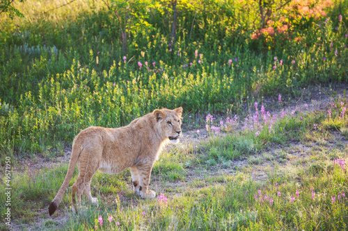 Photo: Lion Lion
