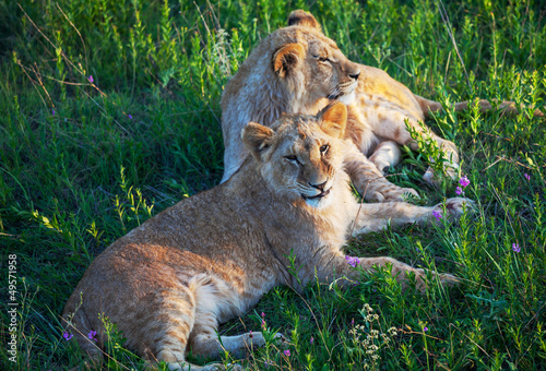 Photo: Lion Lion