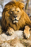 leone
