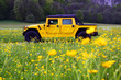Hummer in Blumenwiese