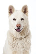 Akita Inu
