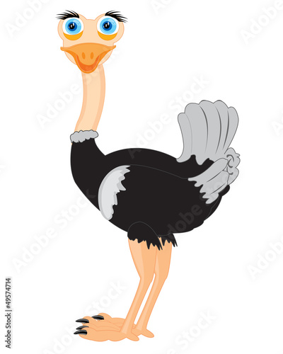 Vector: Drawing of the ostrich Drawing of the ostrich