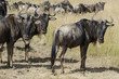 Gnou , réserve Masai Mara, Kenya, Afrique de l'Est