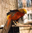 Golden pheasant