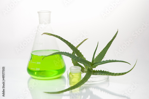 Photo: aloe vera plant with tubes aloe vera plant with tubes