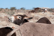 Braying donkey in a village in Namibia