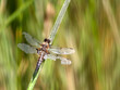 Dragonfly on reeds stem