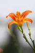 Photo: Day lily Day lily