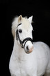 Welsh Mountain Pony