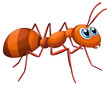 An ant