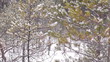 Woman walking in snowy winter forest