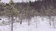 Woman walking in snowy winter forest