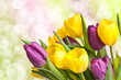 Tulpenstrauß mit Bokeh