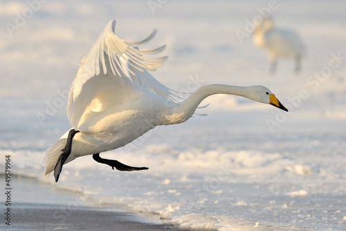 Photo: Whooper Swan landing from flight. Whooper Swan landing from flight.