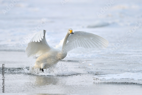 Photo: Whooper Swan landing from flight. Whooper Swan landing from flight.