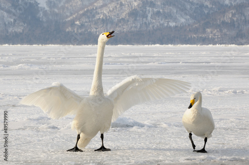 Photo: Two Whooper Swans at courtship. Two Whooper Swans at courtship.