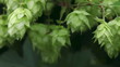 Hop wine. Close-up.