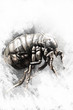 Illustration: Louse illustration made with digital tablet, insect Louse illustration made with digital tablet, insect