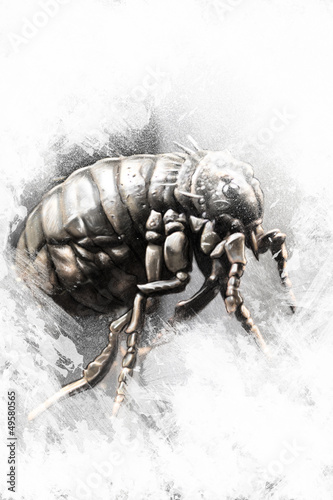 Illustration: Louse illustration made with digital tablet, insect Louse illustration made with digital tablet, insect