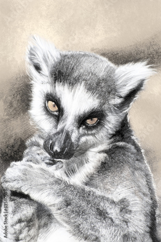 Illustration: Illustration sketch of lemur made with digital tablet Illustration sketch of lemur made with digital tablet