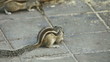 Chipmunks searching food on the pavement.