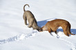Hunde im Schnee