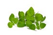 Oregano