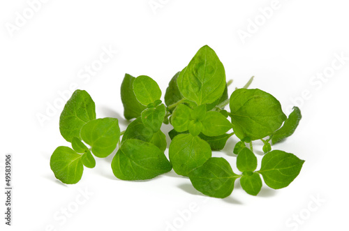 Photo: Oregano Oregano