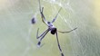 Araña Tejedora Dorada_0770