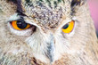 Eyes expression