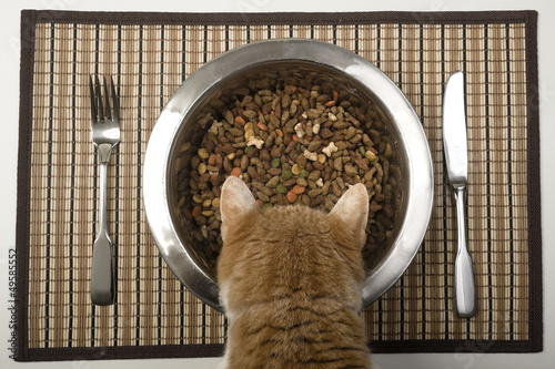 Photo: Cat eating from her bowl. Cat eating from her bowl.