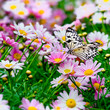 Schmetterling