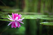 Pink waterlily