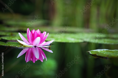 Photo: Pink waterlily Pink waterlily