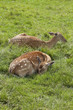 Rehe beim dösen