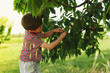 Young child picking up cherries from the tree.