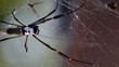 Araña Tejedora Dorada_0779