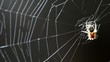 Araña_0735