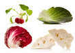 cabbages and radish