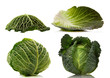 green cabbage on white background