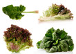 spinach and lettuce