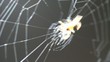 Araña_0744